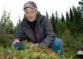 For forsker Rolf Nestby ved Bioforsk Midt-Norge er ikke blåbær bare blåbær. Bæret har mange hemmeligheter som forskerne nå skal finne ut av. (Foto: Jon Schärer) For forsker Rolf Nestby ved Bioforsk Midt-Norge er ikke blåbær bare blåbær. Bæret har mange hemmeligheter som forskerne nå skal finne ut av. (Foto: Jon Schärer)