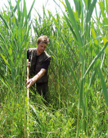 Bård Stokke leter etter reder på feltarbeid i Bulgaria sommeren 2008. (Foto: Frode Fossøy) Bård Stokke leter etter reder på feltarbeid i Bulgaria sommeren 2008. (Foto: Frode Fossøy)