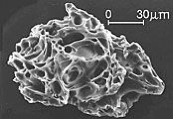 Askepartikkel fra Mount St Helens (Foto: United States Geological Survey) Askepartikkel fra Mount St Helens (Foto: United States Geological Survey)