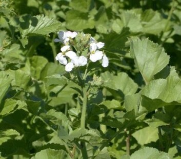 Slik ser camelina ut i blomstring. (Foto: UMB) Slik ser camelina ut i blomstring. (Foto: UMB)