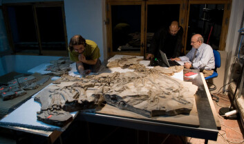 Bilde fra analysen av Concavenator-fossilet. Forskerne gjør sine undersøkelser i et rom i Science Museum of Castilla-La Mancha i Cuenca, Spania. Fra venstre ses studiens tre forfattere Fernando Escaso, Francisco Ortega og José Luis Sanz. (Foto: Francisco Ortega, National University of Distance Learning, Madrid) Bilde fra analysen av Concavenator-fossilet. Forskerne gjør sine undersøkelser i et rom i Science Museum of Castilla-La Mancha i Cuenca, Spania. Fra venstre ses studiens tre forfattere Fernando Escaso, Francisco Ortega og José Luis Sanz. (Foto: Francisco Ortega, National University of Distance Learning, Madrid)