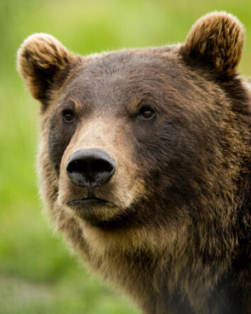 "De amerikanske forskerne spår at grizzlybjørnen vil vinne konkurransen med den nesten dobbelt så store isbjørnen. (Illustrasjonsfoto: iStockphoto)" "De amerikanske forskerne spår at grizzlybjørnen vil vinne konkurransen med den nesten dobbelt så store isbjørnen. (Illustrasjonsfoto: iStockphoto)"
