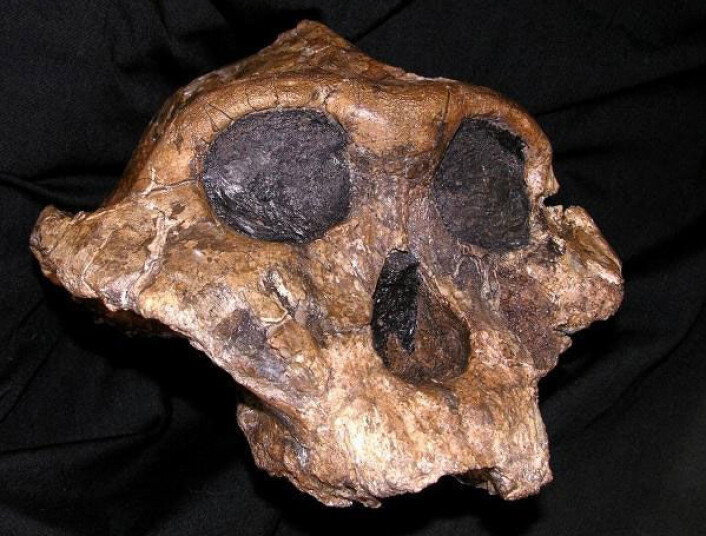 Paranthropus boisei kan ha felles opphav med moderne mennesker, men slektslinjene skilte lag for rundt regnet 2,5 millioner år siden. (Foto: The National Museums of Kenya) Paranthropus boisei kan ha felles opphav med moderne mennesker, men slektslinjene skilte lag for rundt regnet 2,5 millioner år siden. (Foto: The National Museums of Kenya)