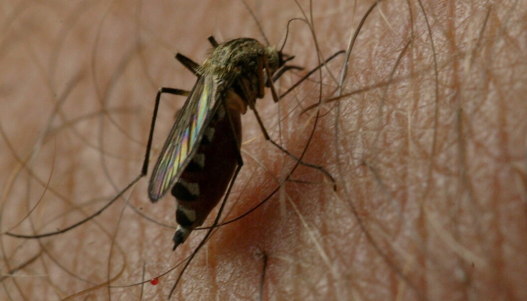 Fakta om sykdommer som spres via flått og insekter