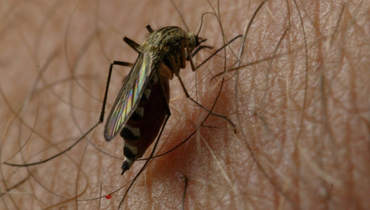 Bakgrunn: Fakta om sykdommer som spres via flått og insekter