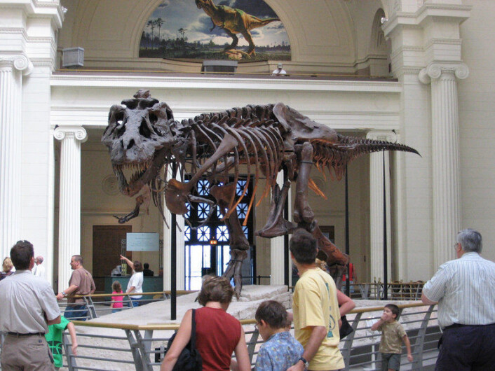 "T-rex'en Sue var i sin tid verdens dyreste fossil, men ble heldigvis donert til Field-musee t slik at tilskuere og forskere kunne få glede av henne. (Foto: J. Nguyen, Wikimedia Commons)" "T-rex'en Sue var i sin tid verdens dyreste fossil, men ble heldigvis donert til Field-musee t slik at tilskuere og forskere kunne få glede av henne. (Foto: J. Nguyen, Wikimedia Commons)"