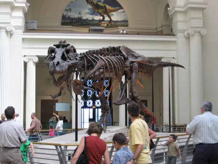 "T-rex'en Sue var i sin tid verdens dyreste fossil, men ble heldigvis donert til Field-musee t slik at tilskuere og forskere kunne få glede av henne. (Foto: J. Nguyen, Wikimedia Commons)"