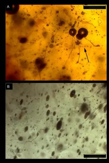 Avbildning gjennom mikroskop av 140 millioner år gammelt edderkoppspinn fanget i rav. Vi ser fortsatt antydninger til fullverdig spindelvev på bilde A, høyre del. Vi ser også en tråd med rned en rekke av klebrige små dråper, markert med piler. På bilde B ser vi en lang spiralformet tråd med flere dråper. (Foto: University of Oxford/Geological Society of London)