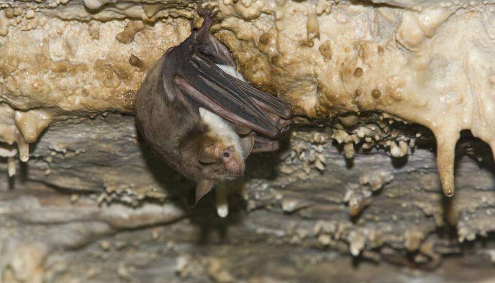 Stormusøre er en type flaggermus. Den summer når den blir redd.