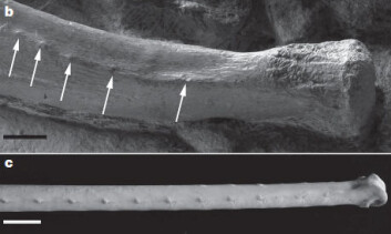 Her kan du se de små kuleformede utvekstene på forbenet til Concavenator corcovatus, merket med piler (b). Nederst ser vi albueben fra en type amerikansk gribb (c). Skala: 1 cm. (Foto gjengitt med tillatelse fra Francisco Ortega) Her kan du se de små kuleformede utvekstene på forbenet til Concavenator corcovatus, merket med piler (b). Nederst ser vi albueben fra en type amerikansk gribb (c). Skala: 1 cm. (Foto gjengitt med tillatelse fra Francisco Ortega)