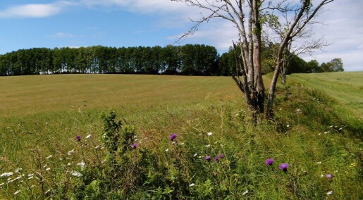 Blomster langs åkeren kan minske behovet for sprøyting Blomster langs åkeren kan minske behovet for sprøyting