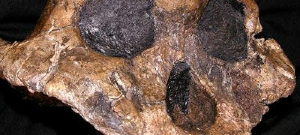 Paranthropus boisei. (Foto: The National Museums of Kenya)