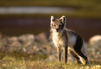 Takket være global oppvarming er fjellreven nå nær utryddelse. (Foto: Nicolas Lecomte) Takket være global oppvarming er fjellreven nå nær utryddelse. (Foto: Nicolas Lecomte)