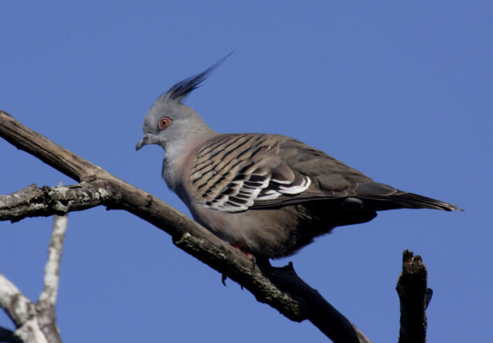 "Australske forskere tror den fjonge toppduen kan ha utviklet en spesiell fjær ytterst på vingene for å lage en lyd som varsler om farer. (Foto: Aviceda/Wikimedia Commons)" "Australske forskere tror den fjonge toppduen kan ha utviklet en spesiell fjær ytterst på vingene for å lage en lyd som varsler om farer. (Foto: Aviceda/Wikimedia Commons)"