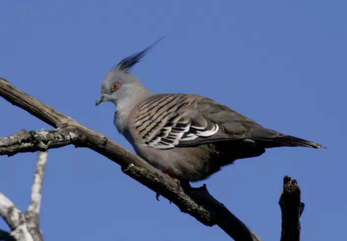 "Australske forskere tror den fjonge toppduen kan ha utviklet en spesiell fjær ytterst på vingene for å lage en lyd som varsler om farer. (Foto: Aviceda/Wikimedia Commons)"