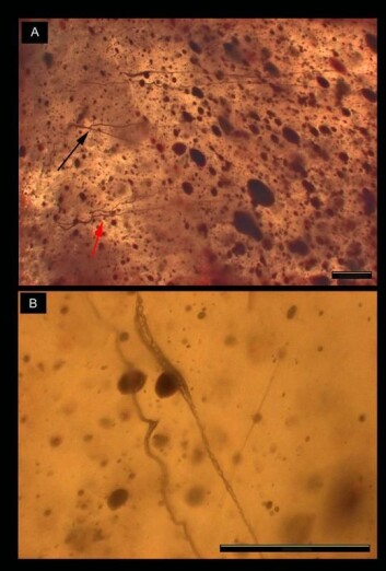 Her viser avbildningen gjennom mikroskopet tre par av spindelvevtråd (A), mens bildet under (B) viser et tettere utsnitt av det øverste paret. (Foto: University of Oxford/Geological Society of London) Her viser avbildningen gjennom mikroskopet tre par av spindelvevtråd (A), mens bildet under (B) viser et tettere utsnitt av det øverste paret. (Foto: University of Oxford/Geological Society of London)