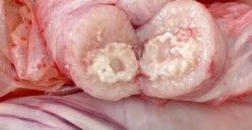 Lymfeknute fra gris infisert med Mycobacterium avium. (Foto: Vladimir Polacek) Lymfeknute fra gris infisert med Mycobacterium avium. (Foto: Vladimir Polacek)