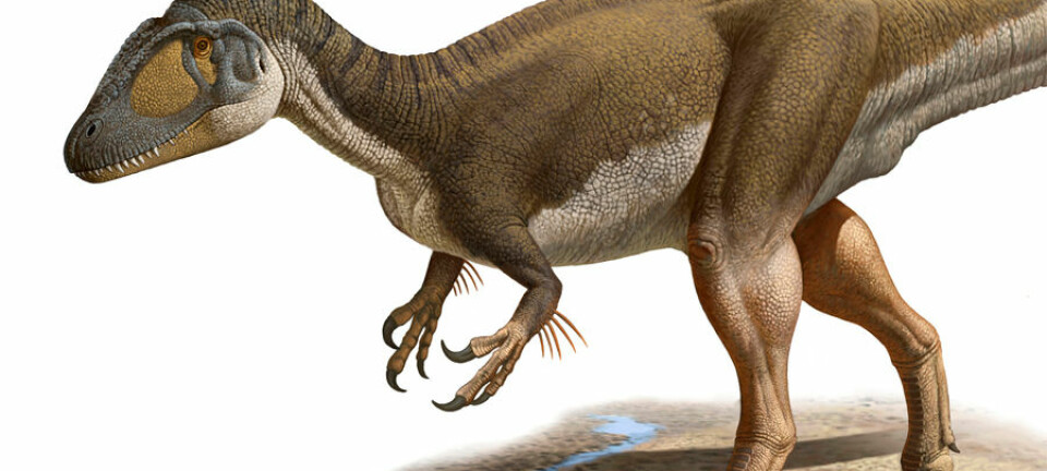 Slik mener forskerne at predatoren Concavenator så ut, med pukkelrygg - og vedheng på armene, muligens i form av primitive fjær. Den levde for rundt 125 millioner år siden i tidlig Kritt. (Ilustrasjon: Raúl Martín)