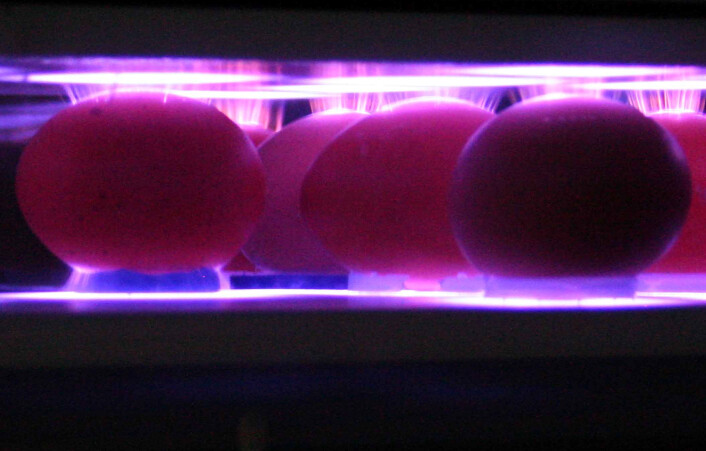 Egg som steriliseres i plasmakammer (Foto: Nofima) Egg som steriliseres i plasmakammer (Foto: Nofima)
