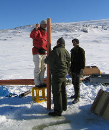 Feltarbeid på Dovre. (Foto: Aage Paus) Feltarbeid på Dovre. (Foto: Aage Paus)