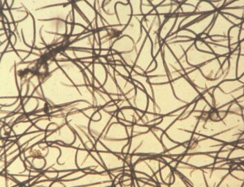 Furuvednematoden er knøtt liten, men en svært alvorlig trussel for barskoger i Europa. Furuvednematoden er knøtt liten, men en svært alvorlig trussel for barskoger i Europa.