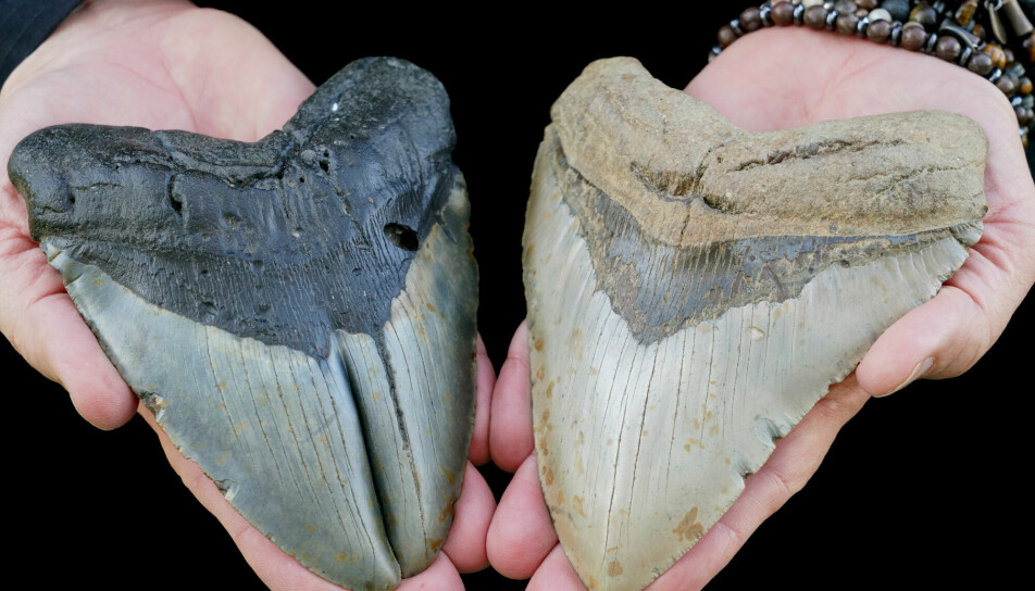 Delt Megalodon-tann til venstre, og en sunn Megalodon-tann til høyre.