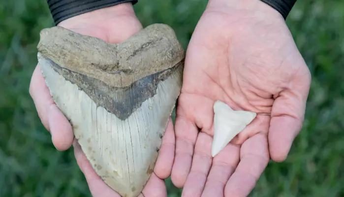 Fossil av en Megalodon-tann til venstre, og en tann fra en hvithai til høyre.