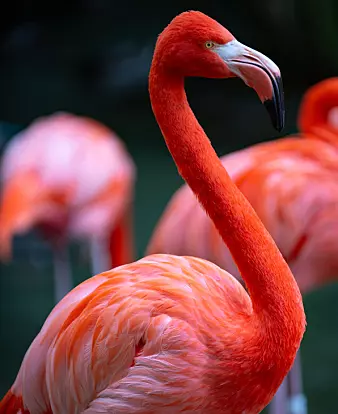 Flamingoene spiser massevis av sjøaper, og disse er fulle av fargestoff. Da blir flamingo-kroppen og fjærene farget rosa. Til og med innsiden av kroppene til flamingoene er rosa.