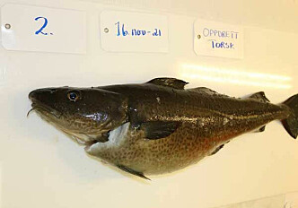Profitable cod farming requires high sales prices