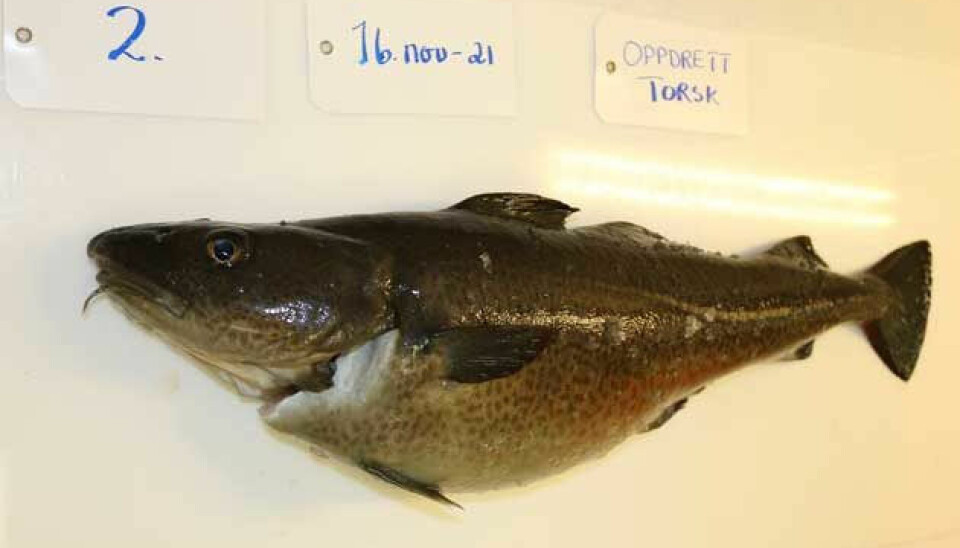 There are no major issues in terms of quality, and the market seems to welcome farmed cod. Economically important parameters such as slaughter weight, mortality rates and sexual maturation have been significantly improved through initiatives such as the breeding programme, and better knowledge among the fish farmers about raising the fish.