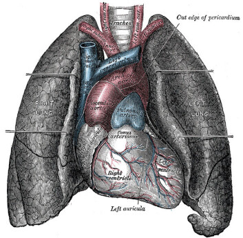 Lunger. (Illustrasjon: Wikimedia Commons) Lunger. (Illustrasjon: Wikimedia Commons)