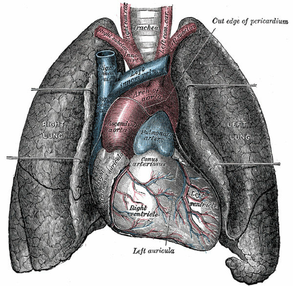 Lunger. (Illustrasjon: Wikimedia Commons)