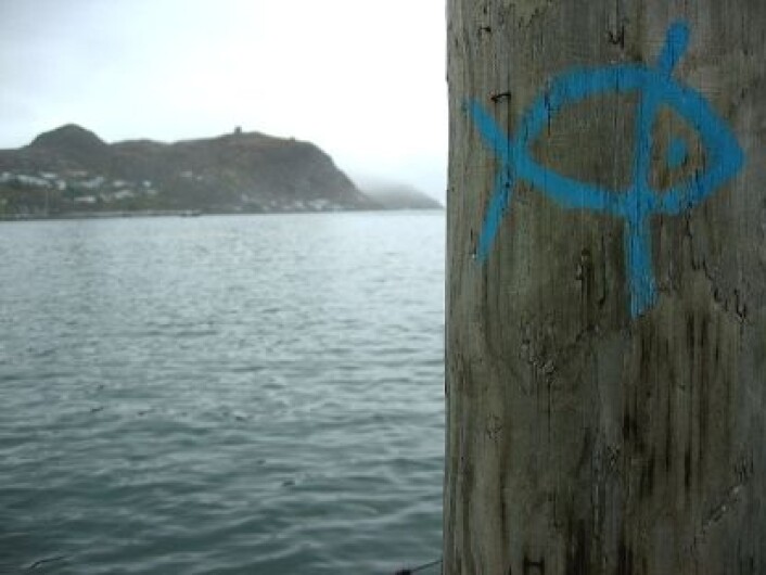 Torsken har ennå ikke kommet tilbake til Newfoundland, tjue år etter at torskebestandene kollapset. Redusert fiske har ikke ført til gjenopphenting av det som var verdens rikeste torskeressurs. (Foto: iStockphoto) Torsken har ennå ikke kommet tilbake til Newfoundland, tjue år etter at torskebestandene kollapset. Redusert fiske har ikke ført til gjenopphenting av det som var verdens rikeste torskeressurs. (Foto: iStockphoto)