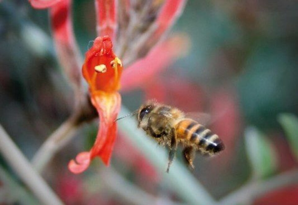 Det er de eldre biene som har ansvaret for å hente mat utenfor bikuben. Å gi dem nye oppgaver, kan bidra til å bedre hukommelsen og evnen til læring. Foto: Adam J. Siegel