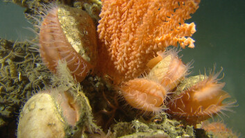 Reirskjell (Acesta excavata) på en død korallkoloni hvor det også vokser risengrynkorall (Primnoa resedaformis). Reirskjellet kan forekomme i tette klynger på Lophelia-revene. (Foto: MAREANO/ Havforskningsinstituttet)