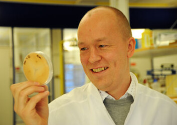 Ralf Kristensen og Veterinærinstituttet er i ferd med å utvikle raskere og billigere metoder for å påvise Fusariumsopp og mykotoksiner. (Foto: Håvard Simonsen) Ralf Kristensen og Veterinærinstituttet er i ferd med å utvikle raskere og billigere metoder for å påvise Fusariumsopp og mykotoksiner. (Foto: Håvard Simonsen)