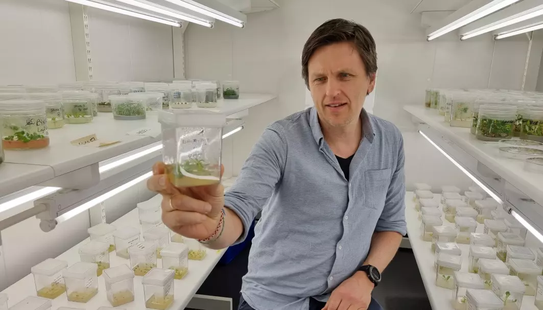 Tage Thorstensen viser frem spirer av isbergsalat som er genredigert med CRISPR ved et laboratorium hos NIBIO.