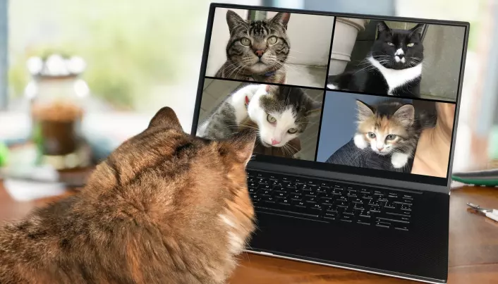 Kattene fikk se bilde av en katt de kjenner på skjermen. Så fikk de høre eieren si navnet på enten en annen katt i huset, eller riktig navn.
