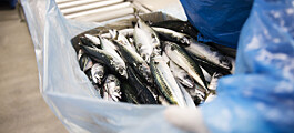 Nå selger Norge mye fisk til Ukraina igjen