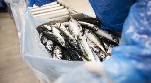 Nå selger Norge mye fisk til Ukraina igjen Nå selger Norge mye fisk til Ukraina igjen