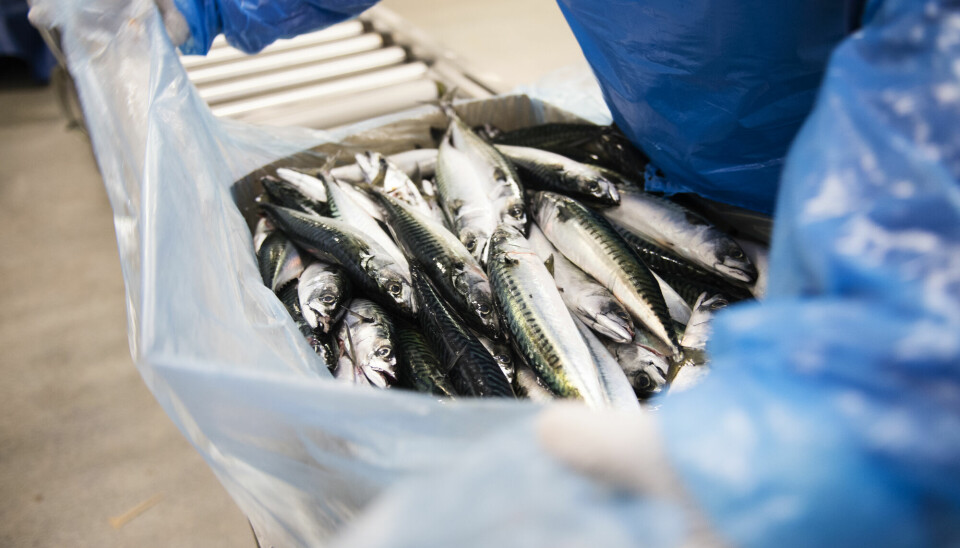 På grunn av mye fisk eksporterer Norge for nær fem ganger så mye som vi importerer fra Ukraina.
