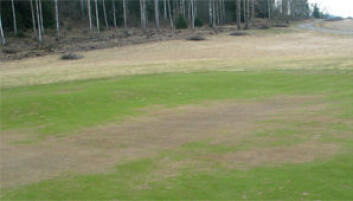 "Typisk vinterskade: Isskade på green (Losby Golfklubb)" "Typisk vinterskade: Isskade på green (Losby Golfklubb)"