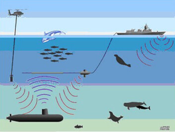 "Forsvarets nye fregatter i Fridtjof Nansen-klassen har ikke bare sonar montert i skroget, men også tauet sonar og helikopterdyppet sonar. Disse sender ut kraftige lydpulser, som potensielt kan skade fisk og sjøpattedyr. Ny forskning leder nå til begrensninger i bruken i Norge. Illustrasjon: Petter Kvadsheim, FFI." "Forsvarets nye fregatter i Fridtjof Nansen-klassen har ikke bare sonar montert i skroget, men også tauet sonar og helikopterdyppet sonar. Disse sender ut kraftige lydpulser, som potensielt kan skade fisk og sjøpattedyr. Ny forskning leder nå til begrensninger i bruken i Norge. Illustrasjon: Petter Kvadsheim, FFI."