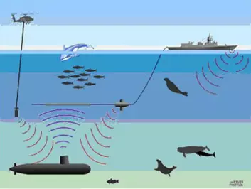 "Forsvarets nye fregatter i Fridtjof Nansen-klassen har ikke bare sonar montert i skroget, men også tauet sonar og helikopterdyppet sonar. Disse sender ut kraftige lydpulser, som potensielt kan skade fisk og sjøpattedyr. Ny forskning leder nå til begrensninger i bruken i Norge. Illustrasjon: Petter Kvadsheim, FFI."