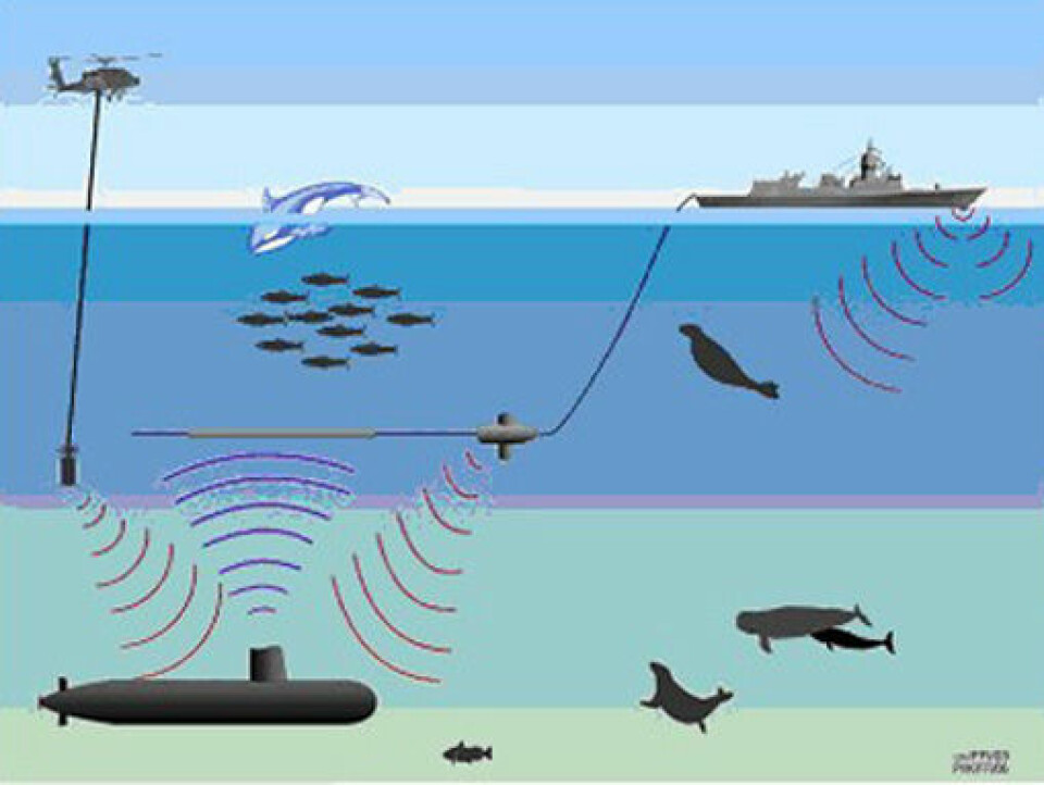'Forsvarets nye fregatter i Fridtjof Nansen-klassen har ikke bare sonar montert i skroget, men også tauet sonar og helikopterdyppet sonar. Disse sender ut kraftige lydpulser, som potensielt kan skade fisk og sjøpattedyr. Ny forskning leder nå til begrensninger i bruken i Norge. Illustrasjon: Petter Kvadsheim, FFI.'