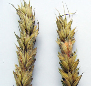Fusarium i hvete. (Foto: Oleif Elen/Bioforsk) Fusarium i hvete. (Foto: Oleif Elen/Bioforsk)