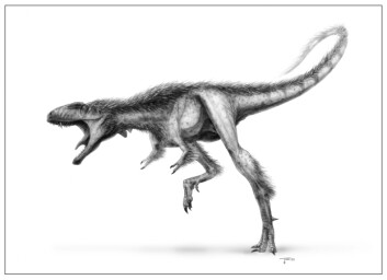 Raptorex hadde svært typiske T. rex-trekk som kraftige kjever, spinkle armer foran, og muskuløse bakbein, flere titalls millioner år før sin kjente etterkommer. Her en tegning som viser  hvordan man antar at denne tyrannosauriden så ut. (Illustrasjon: Todd Marshall)