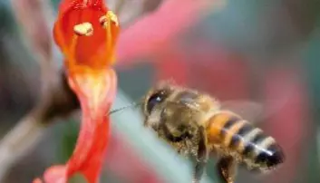 Bienes hemmelige liv