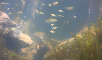 Verdens fiskevandringsdag fremhever betydningen av økologisk konnektivitet Verdens fiskevandringsdag fremhever betydningen av økologisk konnektivitet