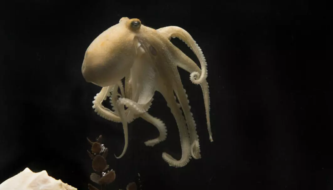 Blekksprut av arten Octopus bimaculoides.